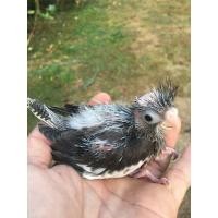 ราคา ลูกป้อนค็อกคาเทล (360120608)