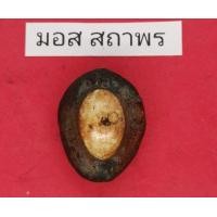 ราคา เบี้ยแก้เปลือยเก่า อุดปรอด (มือสอง) (360922544)