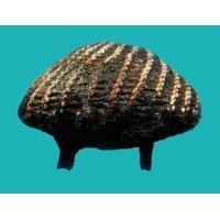 ราคา เบี้ยแก้หลวงปู่เพิ่ม วัดกลางบางแก้ว นครชัยศรี จ.นครปฐม (มือสอง) (351427334)