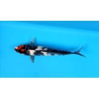 ราคา ปลาคาร์ฟ​นอก​ ตันโจโชว่า​ (360880205)