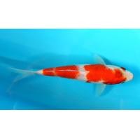 ราคา ปลาคาร์ฟลูกนอก​ 7​ ตัวคัดพิเศษ​ (360878637)