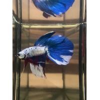ราคา ปลากัด ฮาฟมูลแฟนซี ปลาสวยงาม (360888077)