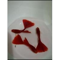 ราคา ปลา​หางนกยูง​ ฟลูเรดแท้เกรดเลี้ยงเล่น (360886682)