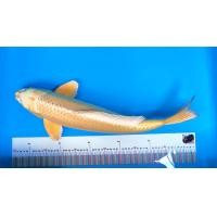 ราคา ปลาคาร์ฟนอก​ ซิลเวอร์ฟ๊อก​ เจน2 (360889989)