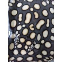 ราคา พ่อแม่พันธุ์ ปลากระเบน แบล็คไดมอนด์ เพริลเรย์ Blackdiamond Pearlray Stingray ช่วยหาตลาดส่งออกลูกปลา ที่ฟาร์มมีใบCITES อนุญาตให้เพาะพันธุ์ (358443935)