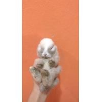 ราคา ขายกระต่ายผสมเท็ดดี้ND (360913894)