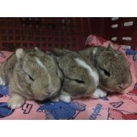 ราคา กระต่ายND (360904259)