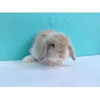 ราคา ลูกกระต่ายฮอลแลนด์ลอป Holland Lop ราคาพิเศษ 990฿ (360882925)