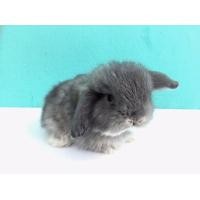 ราคา กระต่าย ฮอลแลนด์ลอป Holland Lop มีทั้งตัวผู้ตัวเมีย ราคาพิเศษ 990฿ (360882868)