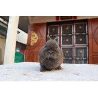 ราคา พ่อพันธุ์ND (360860862)