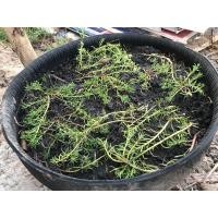 ราคา กระถางจากยางรถยนต์ (มือสอง) (360901210)