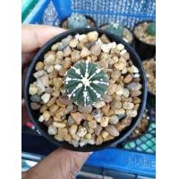 ราคา กระบองเพชร​ Cactus​ Astrophytum​ Asterias​ Super ​Kabuto​ V type แคคตัส​ แอสโตร แอส​ทีเ​รียส​ ซุปเปอร์​ วี เส้นคม วีโผล่แล้ว ลุ้นต่อยาวๆ (มือหนึ่ง) (360926546)