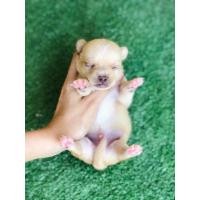 ราคา ชิวาว่าแท้ ผู้ (360869291)