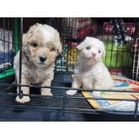 ราคา พุดเดิ้ลทอยน่ารักแข็งแรงกินอาหารเม็ดแช่น้ำได้แล้ว (360868373)