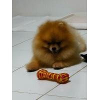 ราคา เปิดรับผสมปอม (360901150)