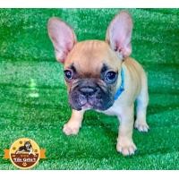 ราคา เฟรนช์ บูลด็อก สีฟ้อน เด็กหญิง น่ารักสุดๆ พร้อมย้ายบ้าน (360885184)