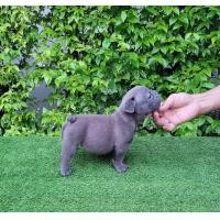 ราคา สุนัขอเมริกันบูลลี่ (360902733)