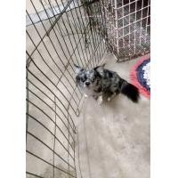 ราคา รับผสมพ่อพันชิวาว่าสีบลูเมอร์ (360900521)