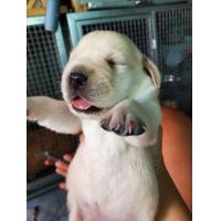 ราคา เปิดจองลาบาดอร์แท้ (360865438)