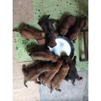 ราคา ไทยหลังอานตราด (360899458)