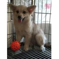 ราคา ปอมผสม (360899232)