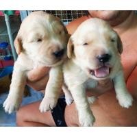 ราคา เปิดจองโกลเด้นท์แท้ (360865366)