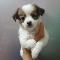 ราคา ชิวาว่าขนยาว (360899143)
