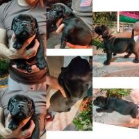 ราคา American Bully อเมริกันบูลลี่ Standard (360900707)