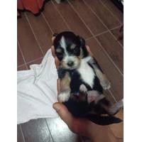 ราคา ชิสุห์ผสมพุดเดิ้ล (360862263)