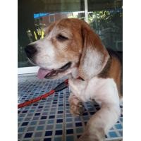 ราคา พ่อพันธุ์บีเกิ้ลหนุม 3ปีจ่ายลูกได้ดี ปรกติทุกอย่าง หล่อๆ (360896493)