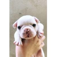 ราคา ลูกเฟรนบลูด็อก สีขาว (360861001)