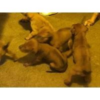 ราคา ขายลูกสุนัขหลังอาน (360892080)