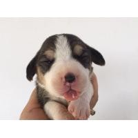 ราคา บีเกิ้ลแท้ เมีย 2ตัว (359572560)