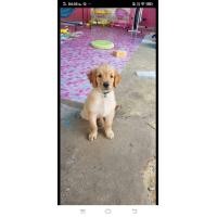 ราคา ตามหา โกลเด้น ตัวผู้ (360893156)