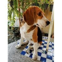 ราคา บีเกิ้ลแท้ 3 ขวบ รับผสมพันธ์ (360894164)