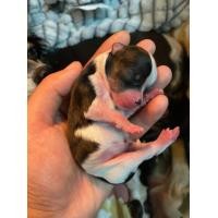 ราคา ลูกสุนัขชิวาว่า (360892791)