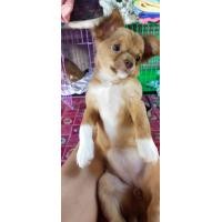 ราคา ชิวาว่าแท้ ขน2ชั้นเพศเมีย 20นิ้ว (360926168)