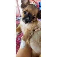 ราคา ชิวาว่าแท้ เพศเมียขนยาว 20นิ้ว (360926119)