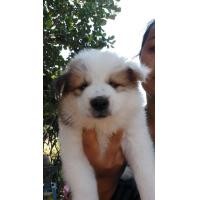 ราคา บางแก้วหน้าหมีๆ (360926127)