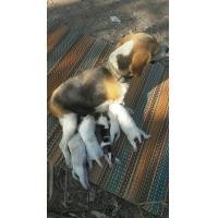 ราคา บีเกิ้ล (360892073)