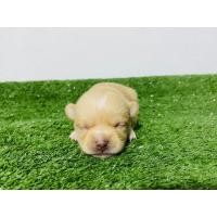 ราคา ชิวาว่าแท้ (360860581)