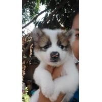 ราคา บางแก้วแท้ มีใบ (360926116)