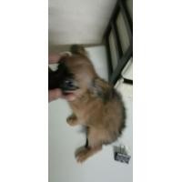 ราคา ชิวาว่าแท้ (360859404)