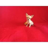 ราคา ลูกชิวาวาแท้ ขนสั้น (สายเลือดดี) พร้อมย้ายบ้านทันที วัคซีนใกล้ครบแร้วครับ (360924354)