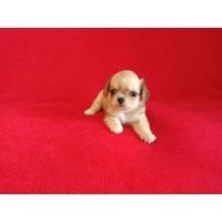 ราคา ลูกชิวาวาแท้ ขนยาว (สายสีเมอเล่) ชิวาว่า Chihuahua puppy ชิวาว่าน่ารัก (สายเลือดดี) (360924351)