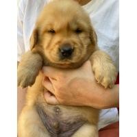 ราคา โกลเด้นรีทรีฟเวอร์ (360858622)