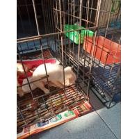 ราคา ลูกชิวาวาขนสั้นตามรูปเพศผู้ (360888920)