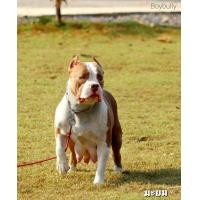 ราคา ขายแม่พันธุ์บูลลี่ สวยๆราคาเบาๆ (360923699)