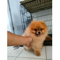 ราคา พ่อพันธุ์ปอมเปิดรับผสม (360857607)