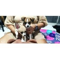 ราคา ขายชิวาว่า ขนสั้นเพศผู้ อายุ 50 วัน (360921414)